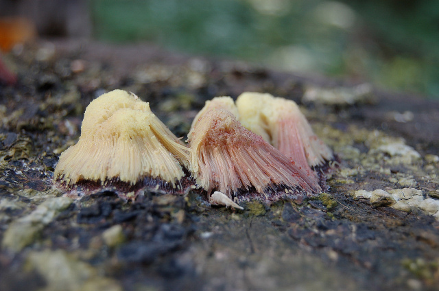 Stemonitis...quale specie?